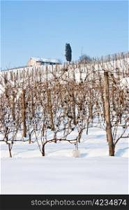 Unusual image of a wineyard in Tuscany (Italy) during winter time