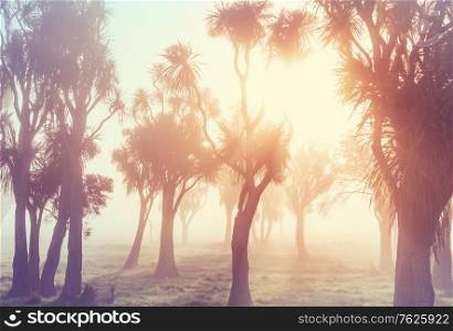 Unusual native Cabbage trees at the misty morning