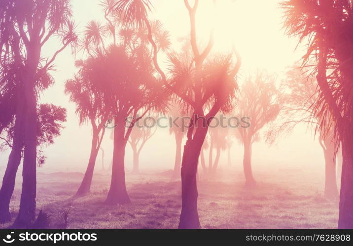 Unusual native Cabbage trees at the misty morning