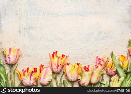 Unusual Parrot tulips with water drops, floral border on light wooden background, top view