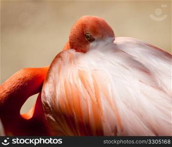 Unusual shot of a pink flamingo with its head in its plumage and staring at the camera
