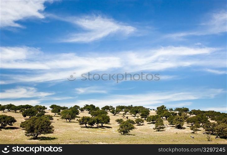 Unusuall african landscape: sparse trees over blue sky; Maroc , Africa.