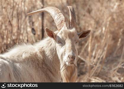 Up Close portait of a Saanen billygoat grazing on some dry grass while looking at the viewer.