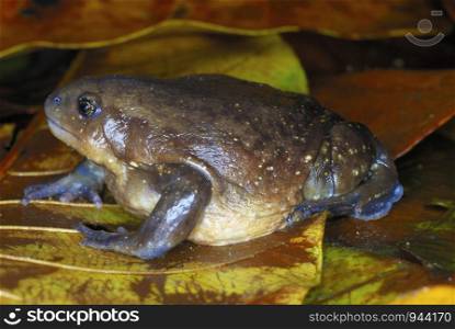 Uperodon species. Balloon Frog.Assam. India