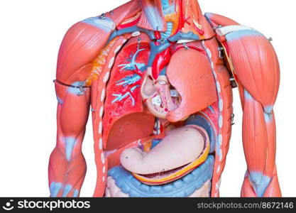 Upper body, Human male chest internal organs lung heart and stomach part model figure for medical education.