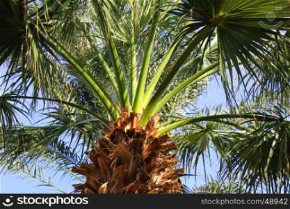 Upper branches of palm tree against the blue sky&#xA;