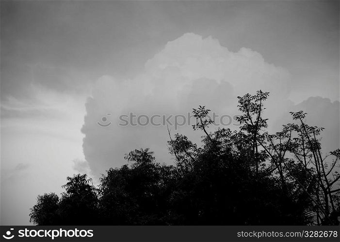 Upward view of cloud and treetops in Bali