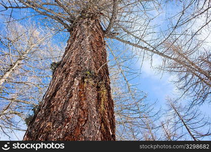 Upward view of naked larch trees in winter season over a cloudy sky, horizontal frame