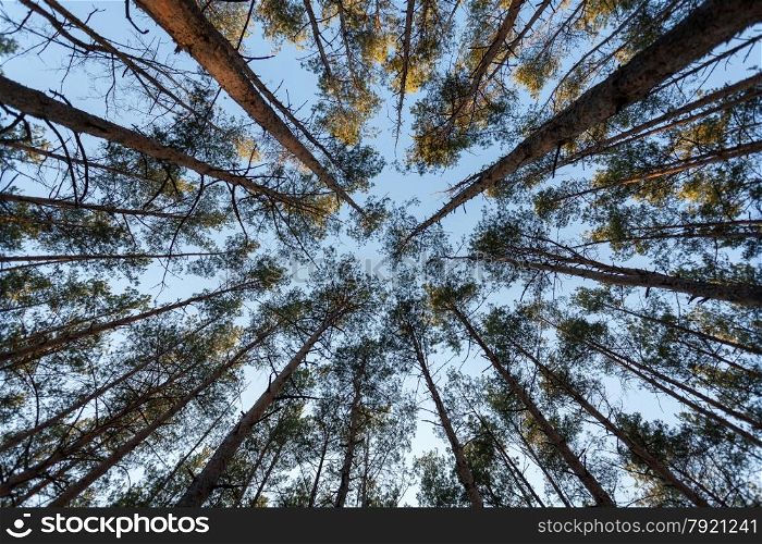 Upward view of top of fir trees at forest