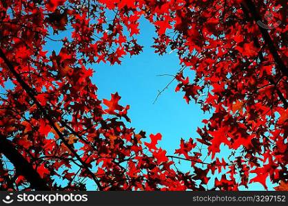 Upwards view of a tree with leafs in backlight , fall season