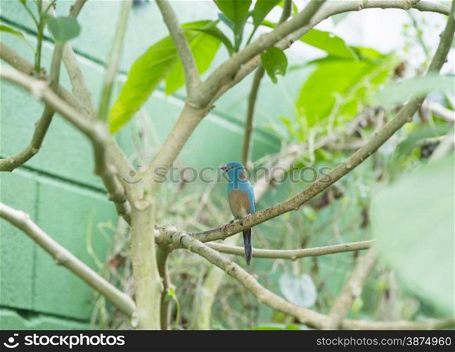 Uraeginthus cyanocephalus, perched on a branch