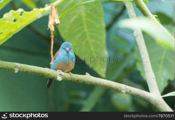 Uraeginthus cyanocephalus, perched on a branch