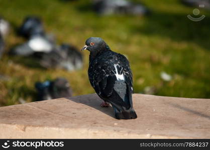 Urban Dove descended from the wild rock pigeon