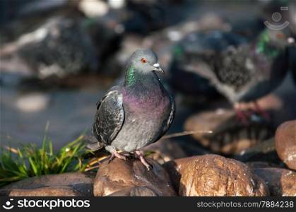 Urban Dove descended from the wild rock pigeon