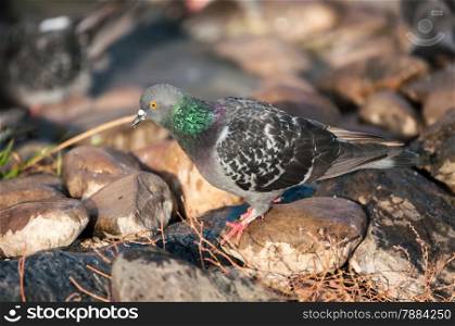 Urban Dove descended from the wild rock pigeon