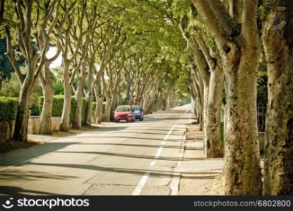 Urban tree line street in Zadar, Dalmatia, Croatia