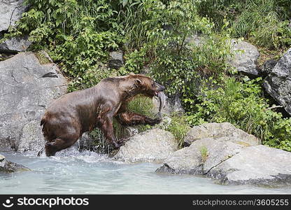 USA, Alaska, Brown Bear with salmon in mouth by water edge