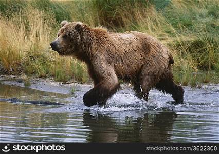 USA, Alaska, Katmai National Park, Brown Bear running across water, side view