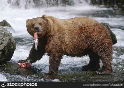 USA, Alaska, Katmai National Park, Brown Bears eating Salmon river, side view