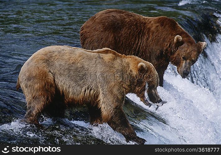 USA, Alaska, Katmai National Park, two Brown Bears catching Salmon standing in river above waterfall, side view
