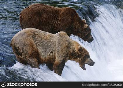 USA, Alaska, Katmai National Park, two Brown Bears standing in river above waterfall