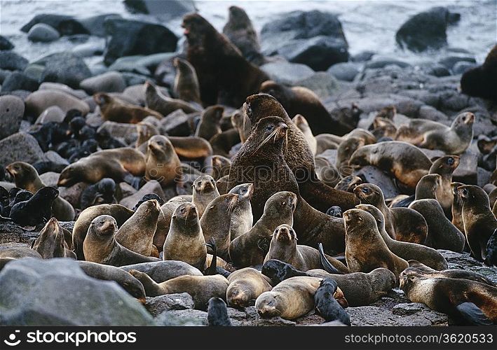 USA, Alaska, St. Paul Island, colony of Northern Fur Seals on rocky shore