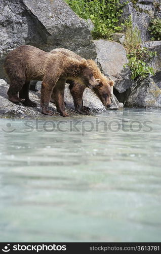 USA, Alaska, two Brown Bears drinking at river