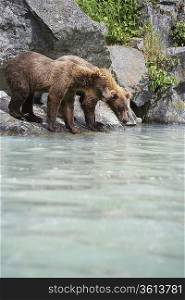 USA, Alaska, two Brown Bears drinking at river
