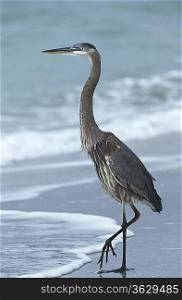 USA, Florida, Sanibel Island, Great Blue Heron on beach, side view