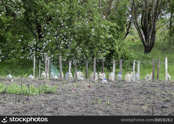 Use of plastic bottles to protect seedlings of vegetables from pests and cold. Protection from the Gryllotalpa gryllotalpa. Planting the garden.. Use of plastic bottles to protect seedlings of vegetables from pests and cold. Protection from the Gryllotalpa gryllotalpa. Planting the garden