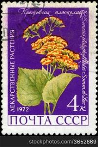 USSR - CIRCA 1972: A stamp printed in USSR show Groundsel, series is devoted to medicinal plants, circa 1972