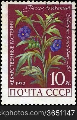 USSR - CIRCA 1972: A stamp printed in USSR show Solanum laciniatum, series is devoted to medicinal plants, circa 1972