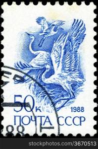 USSR - CIRCA 1988: A stamp printed in USSR (Russia) shows White Stork (Ciconia Ciconia) , circa 1988