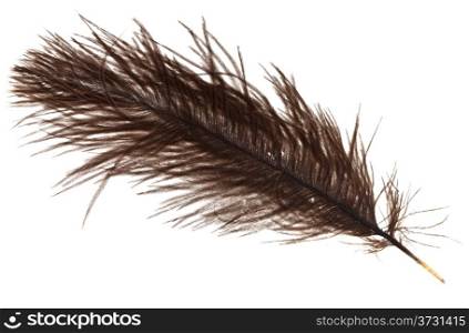 usual ostrich feather on white background close up