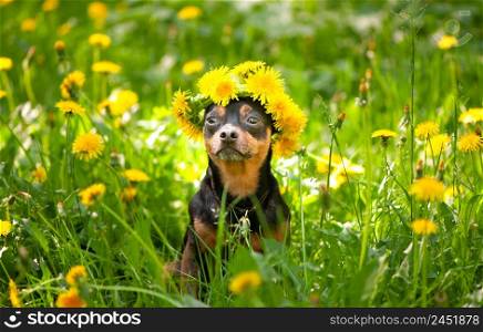 ?ute puppy, a dog in a wreath of spring flowers on a flowering meadow, a portrait of a dog. Spring Summer theme