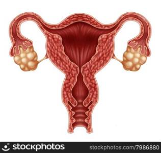 Uterus and ovaries with fallopian tubes as a human female reproduction concept isolated on a white background as a symbol of fertility and reproductive system health.