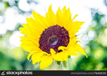 v. sunflower in the sunshine on a nature background