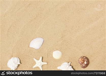vacation and summer holidays concept - seashells on beach sand. seashells on beach sand
