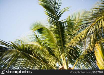 vacation, nature and background concept - palm tree over blue sky