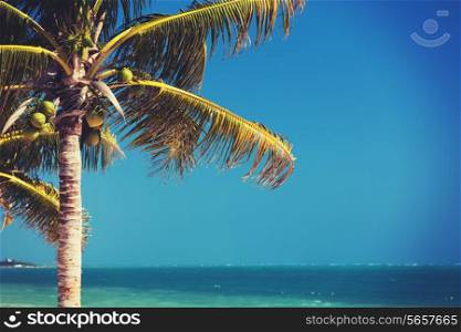 vacation, nature and background concept - palm tree over blue sky