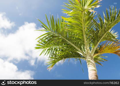 vacation, nature and background concept - palm tree over blue sky with white clouds