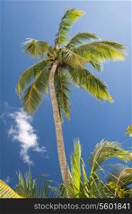 vacation, nature and background concept - palm tree over blue sky with white clouds
