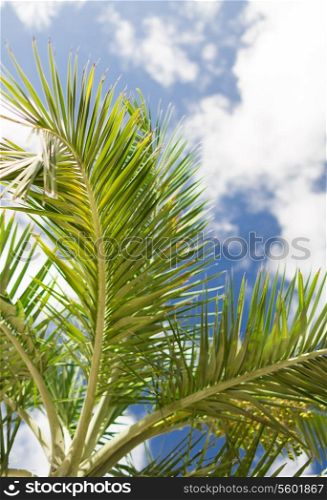 vacation, nature and background concept - palm tree over blue sky with white clouds