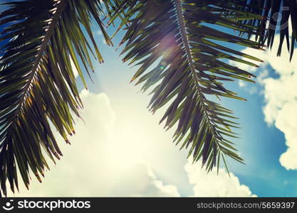 vacation, nature and background concept - palm tree over blue sky with white clouds