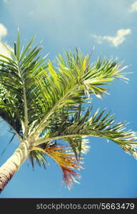 vacation, nature and background concept - palm tree over blue sky with white clouds