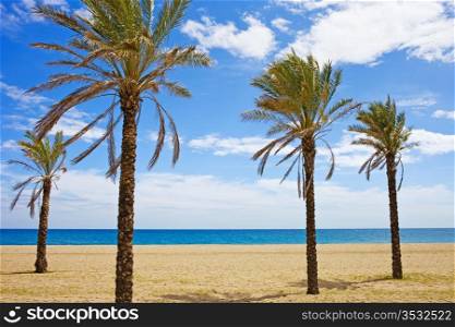 Vacation scenery, palm trees on a tranquil beach in Marbella, Costa del Sol, Andalusia region, Spain.
