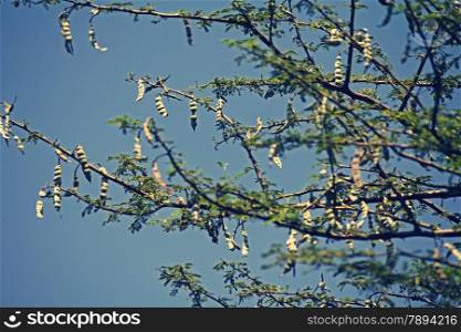 Vachellia nilotica, Acacia Nilotica, Babhul tree, India. Vachellia nilotica widely known as Acacia nilotica or the common names gum arabic tree, Egyptian thorn, Sant tree, Al-sant or prickly acacia, thorn mimosa.