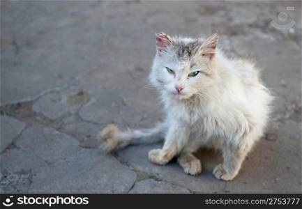 Vagrant cat. Dirty an animal in the street