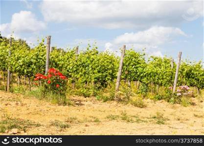 Val Orcia, Tuscany region, Italy. The use of roses as insects repellent is still a pratice in Tuscan wineyards