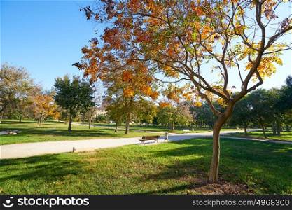 Valencia autumn tree in Turia park gardens view at Spain